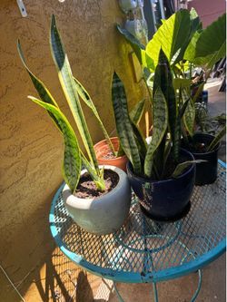 4 BEAUTIFUL PLANTS $12 DOLLARS EACH OR ALL FOR $40