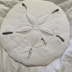 Sand dollar beach decor