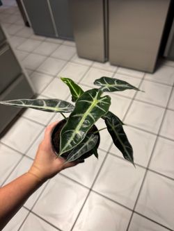 Alocasia Polly Live Plant