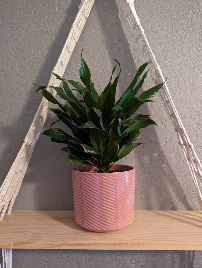 Plant In Organic Soil- Pink Pot