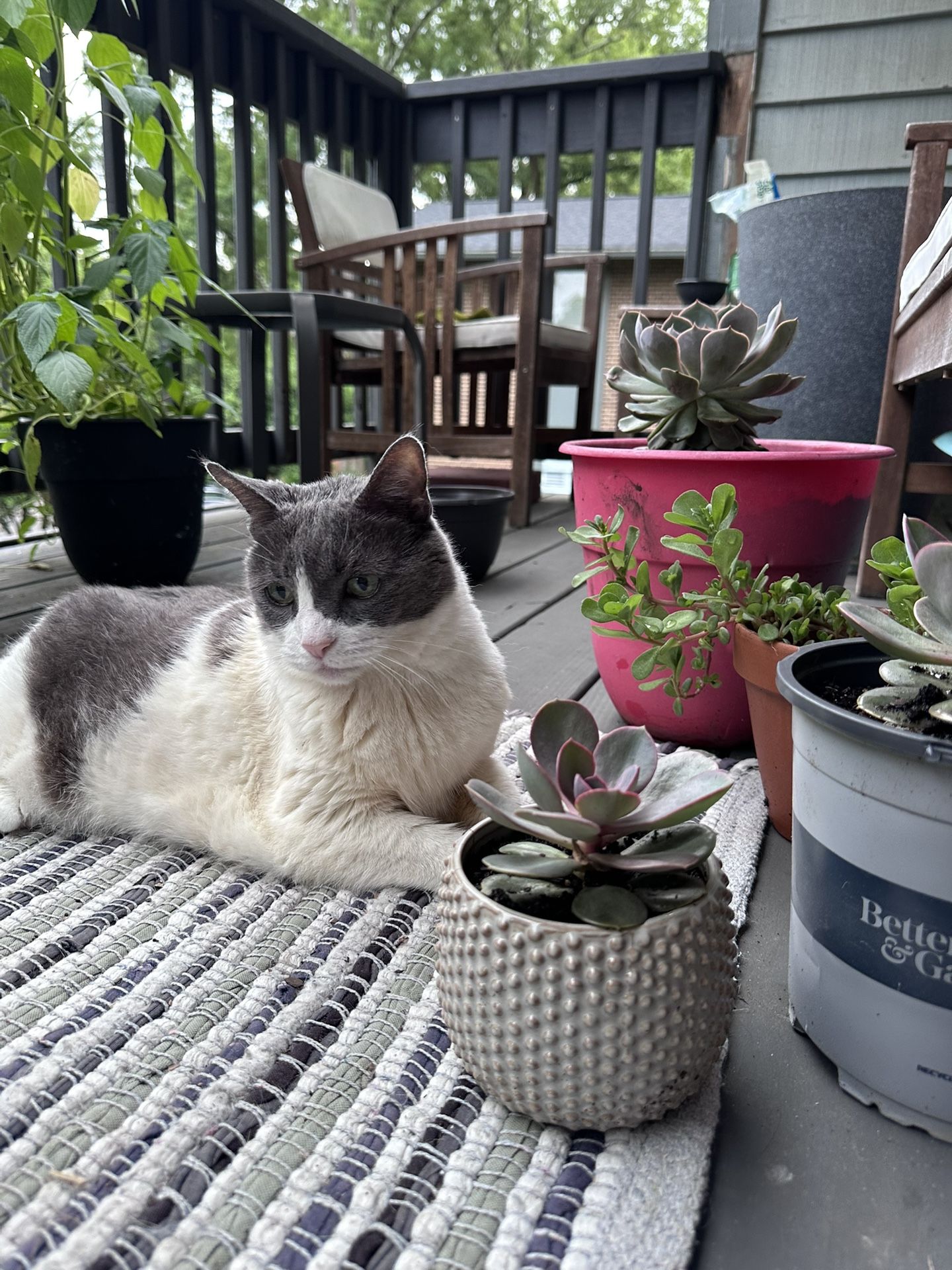 Succulents For Sale As A set Or By Pot.