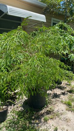 Fruit tree