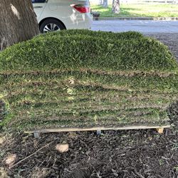 Saint Augustine Grass