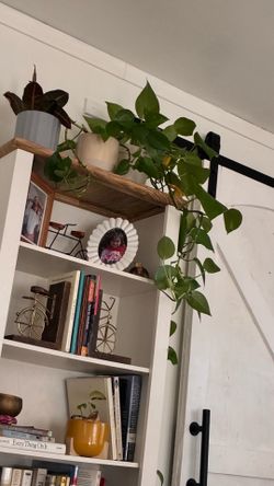 Plants