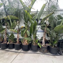 Variety Of Plants 