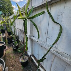 Rooted Dragon Fruit