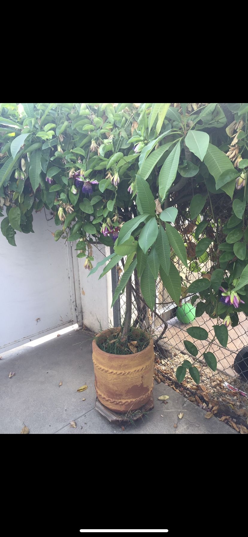 Large green plant in large terra cotta pot