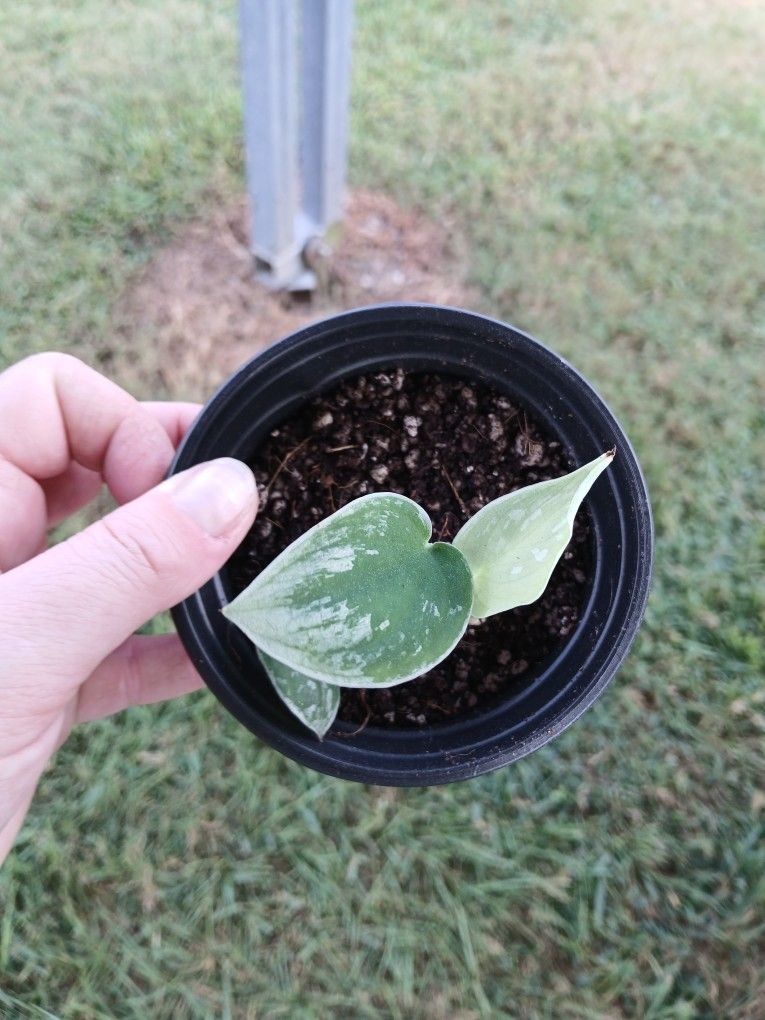 Satin Pothos