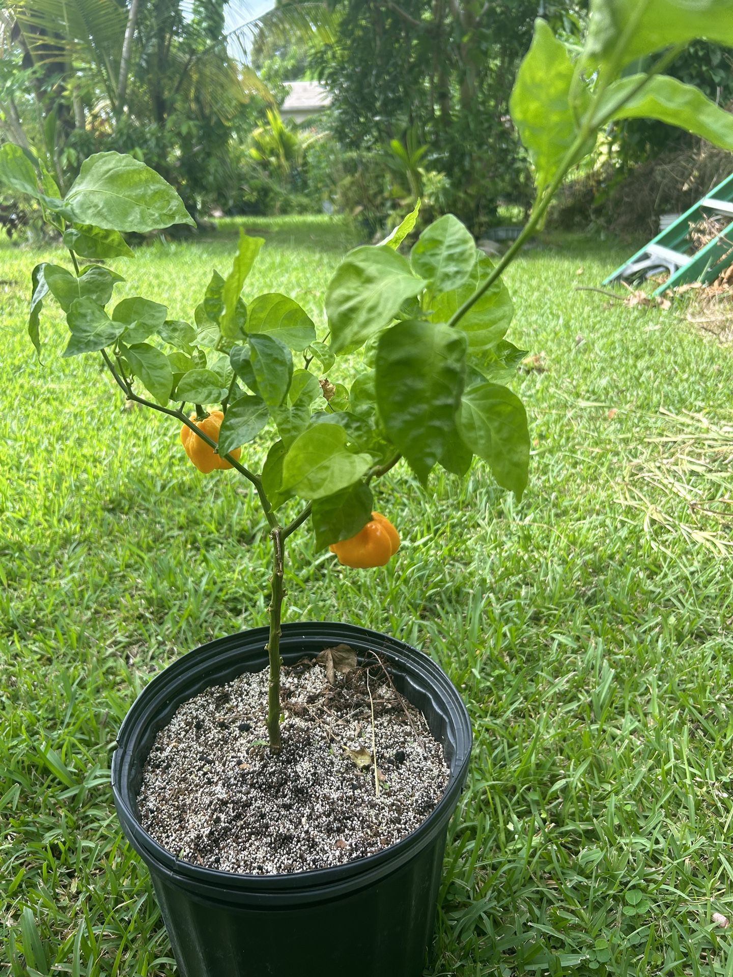 Pepper 🌶️ Plants For Sale 