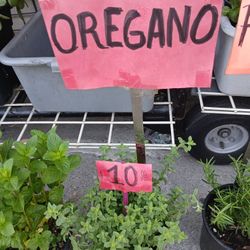 Oregano 