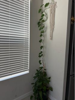Money plant