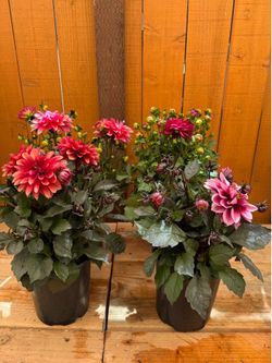 Dahlias 1Gal