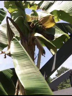Cold Hardy Banana Tree Starter Plants End Of The Season Sale
