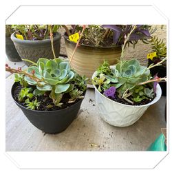 Large Beautiful Succulent Planters 