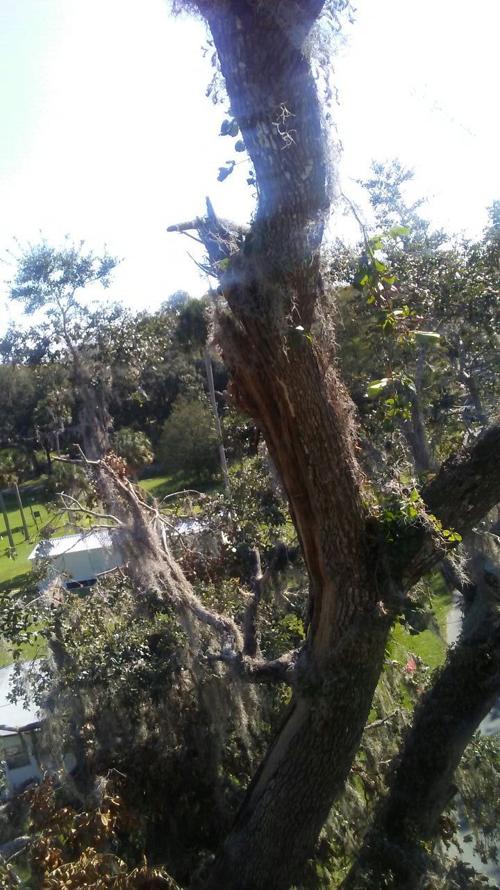 trees are removed and trimmed