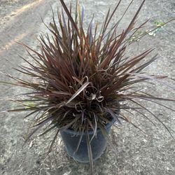 Phormium “Baby Bronze”