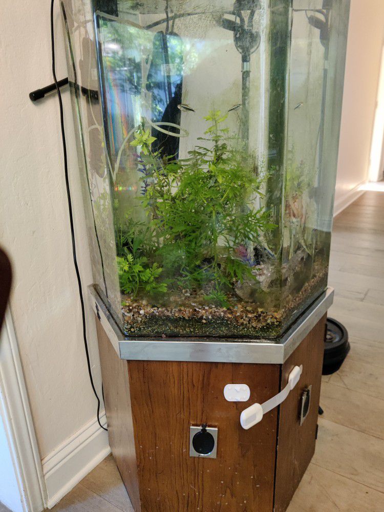 Fish Tank With All The Supplies And Fish 