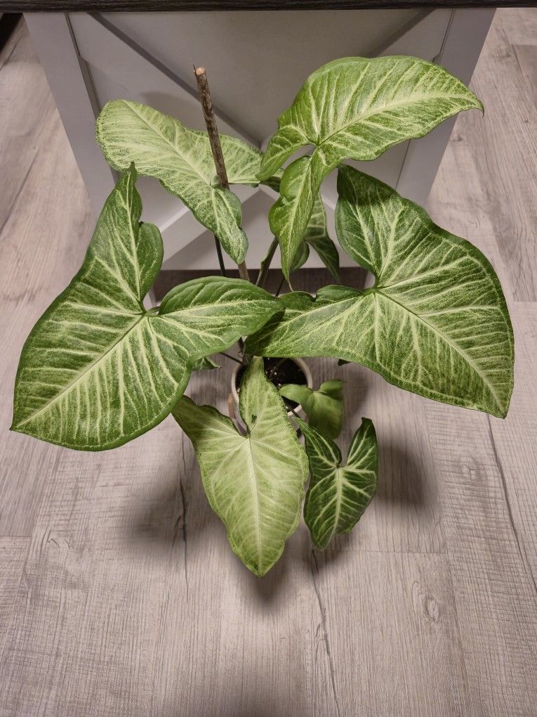 Arrowhead Plant 