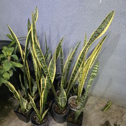 Snake plant 