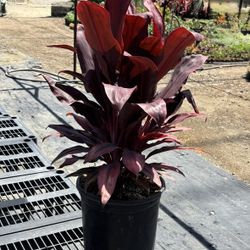 TI Plant 