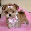 Cheryl
