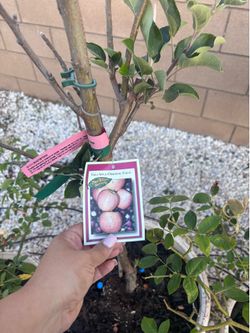Gala Apple tree (trades only)