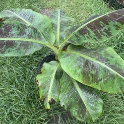 Dwarf Cavendish Banana Plant (3 Galon $20,7 Galon $50)
