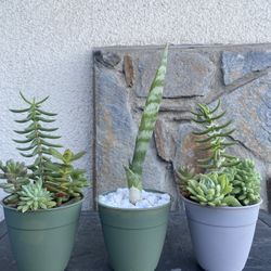 Small Succulents Arrangements..