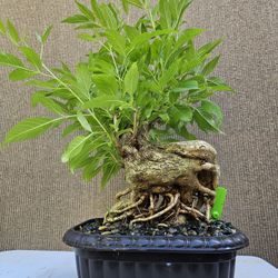 Old Tecoma Stans Yellow Bonsai Tree