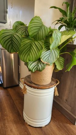 Rustic Farmhouse Milk Can / Plant Stand
