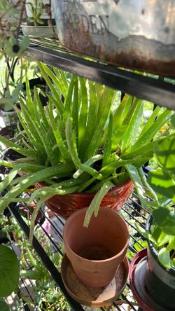 Aloe Vera Plants