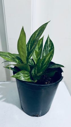 Chinese Evergreen