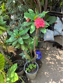 Plant