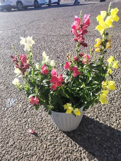 Snap dragon