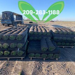 Best QUALITY Sod 