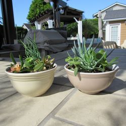 Set Of Light Brown & Beige Garden Pots With Succulents
