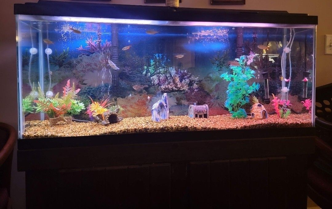 55 Gallon Fish Tank And Stand