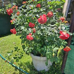 Rosal Grande