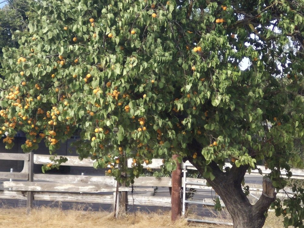 Apricots Fresh Straight From The Tree $1.99 Per Dozen