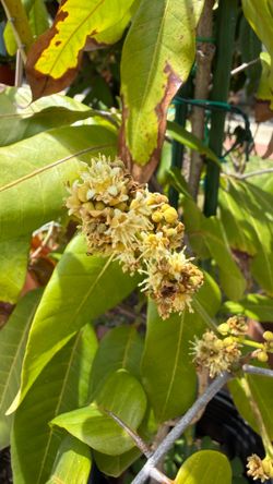 Longan tree