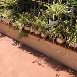 Spider Plants 