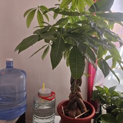 Large Money Tree (Chinatown)