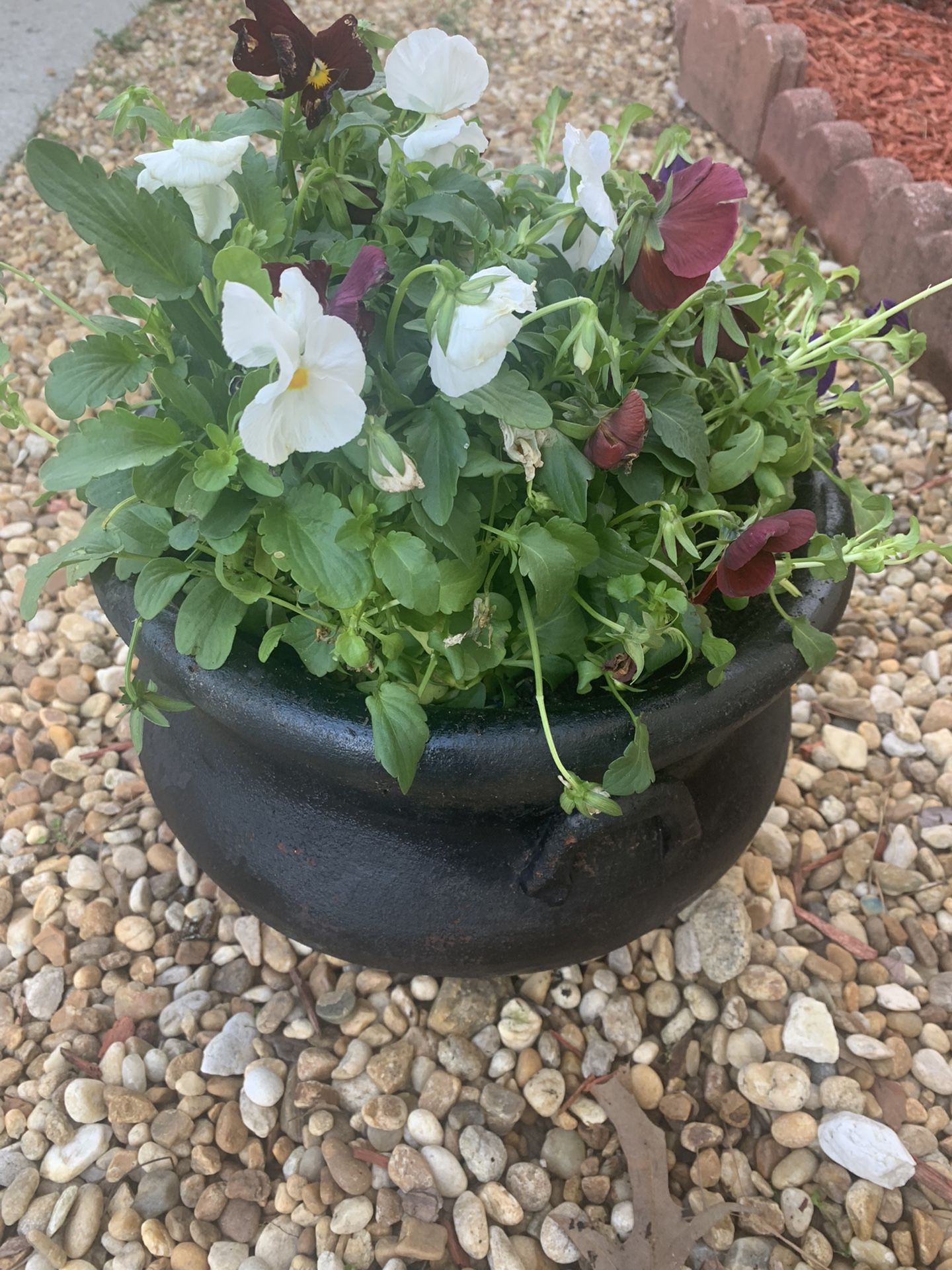 Live flowers  in black flower pot