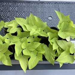 Green Sweet Potato Vine Plants