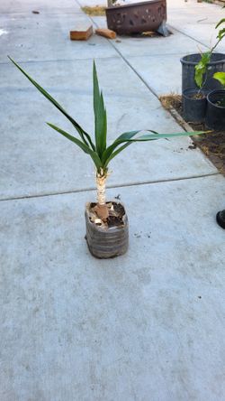 Yucca Flower Flor De Izote Plant
