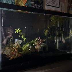 10 Gallon Fish Tank 