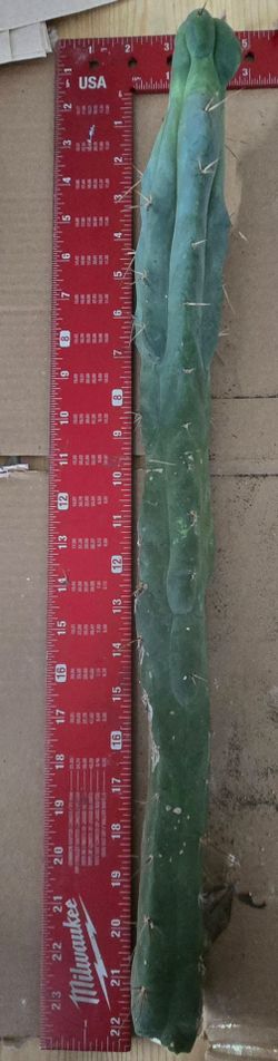 22" Trichocereus Bridgesii "lotusland" san pedro