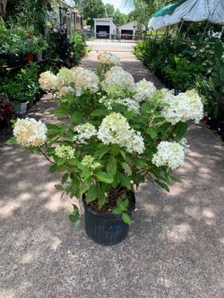 Limelight Panicle Hydrangea shrub