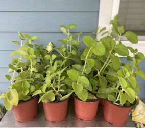 bushes of oregano orejon…. really beautiful, good for your health… take advantage, get them for $5