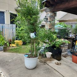 Wonderful Pomegranate Tall All Grown Up